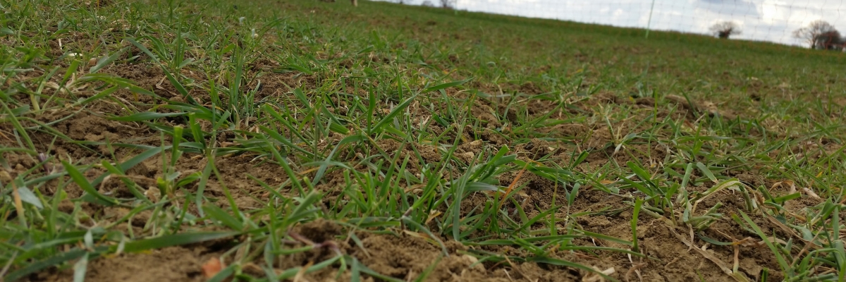 Livestock and the arable rotation - Agricology