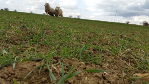 Sheep in the arable rotation