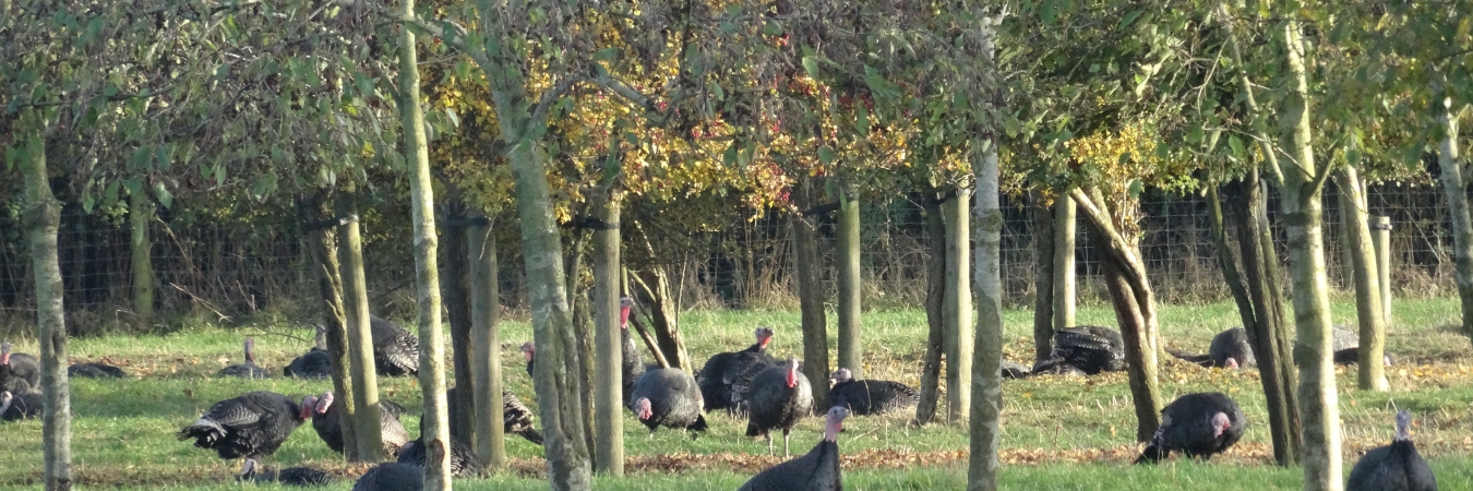 Turkeys under trees