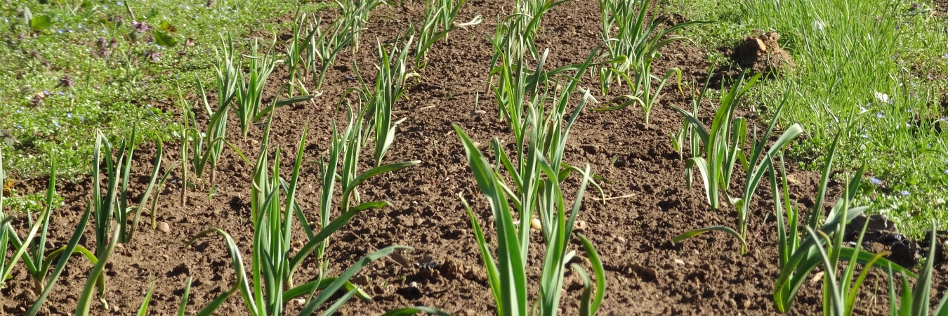 Garlic with bare soil