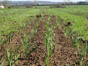 Garlic with bare soil