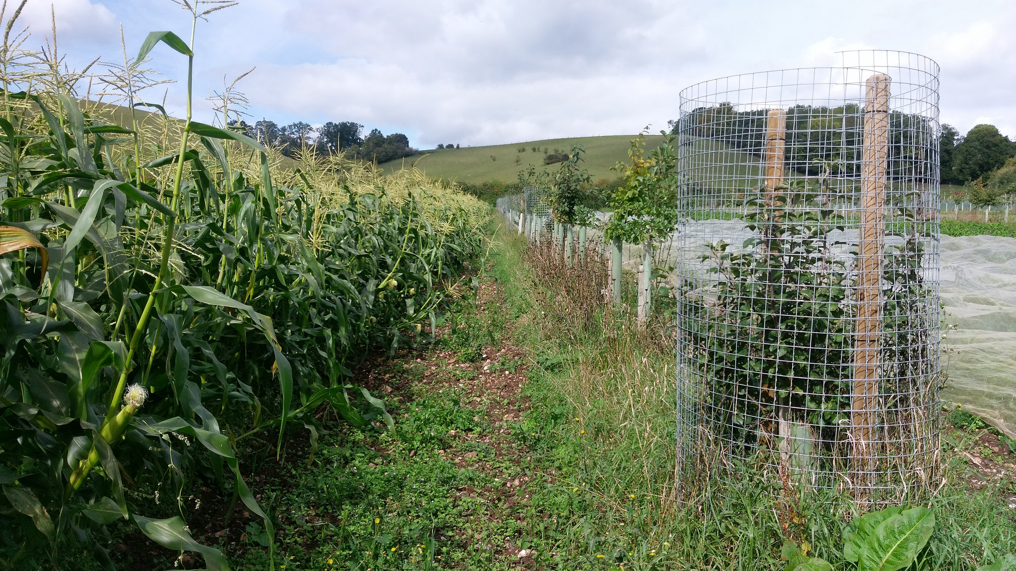 Apple trees at Tolhurst Organics