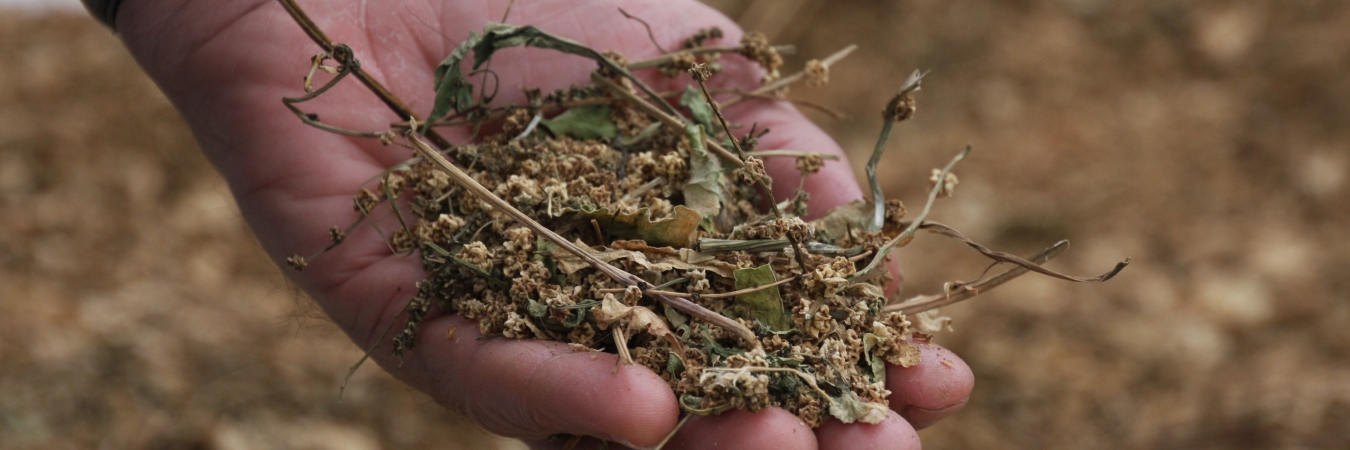Seed-saving