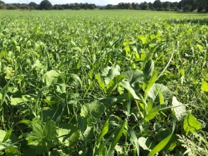 Fodder raddish and pea Fodder raddish and pea