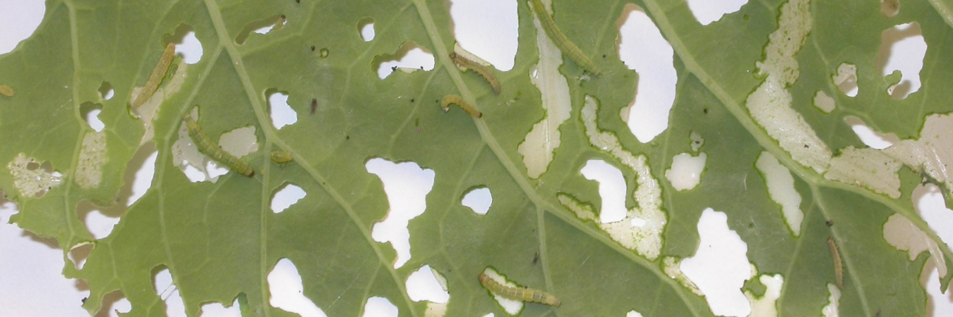 Cauliflower leaf damaged by diamond-back moth larvae