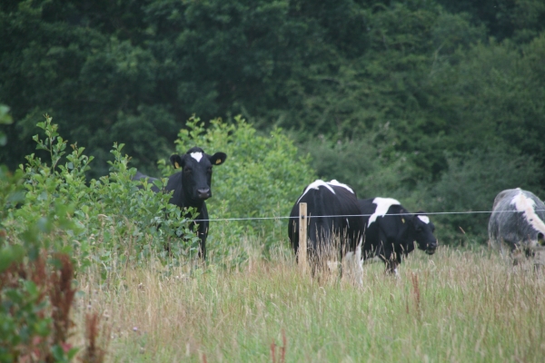 Cattle browsing trials