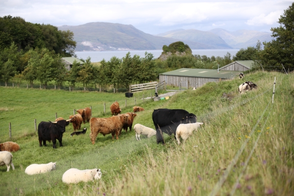 03 Grazing the flerd on the Isle of Lismore, The Sailean project, Aug 2018, by Clementine Sandison