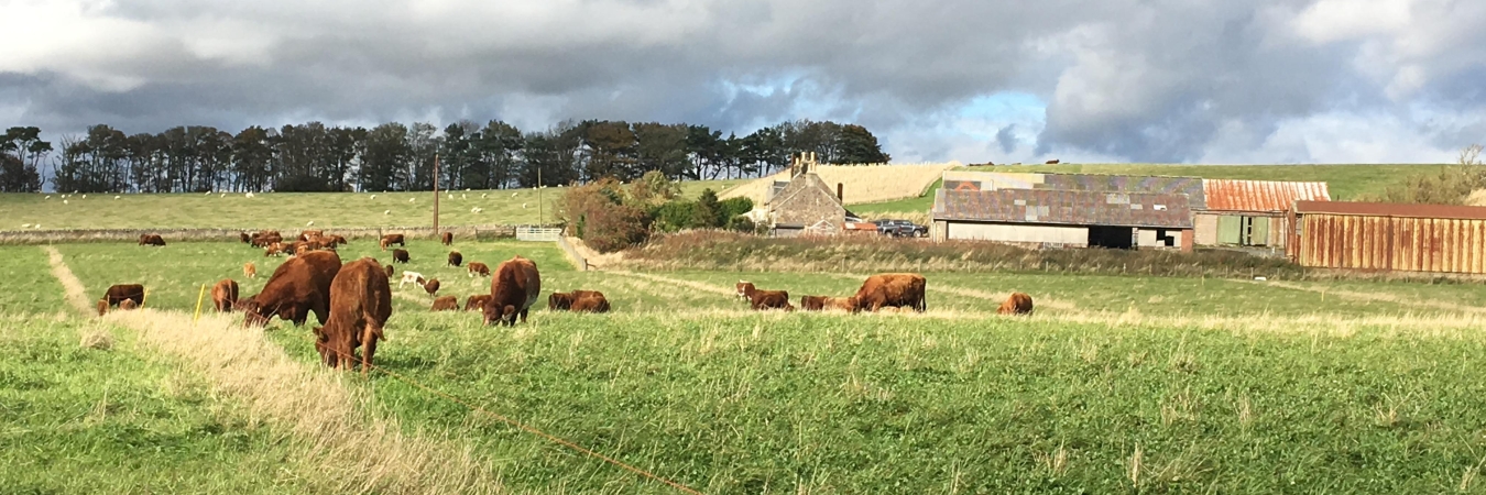04-Mob-grazing-field-at-Balcaksie-Estate-Oct-2018-by-Clementine-Sandison