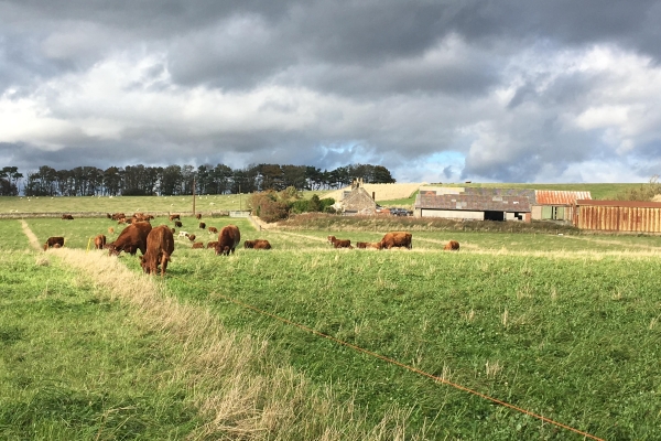 04-Mob-grazing-field-at-Balcaksie-Estate-Oct-2018-by-Clementine-Sandison