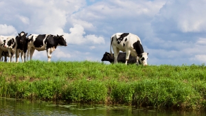 Dairy cows grazing