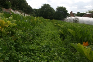 Walled garden at Tolhurst Organic