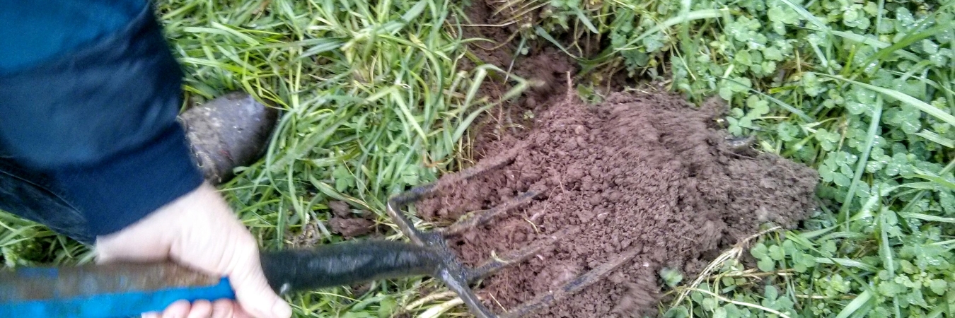 examining soil under green manure