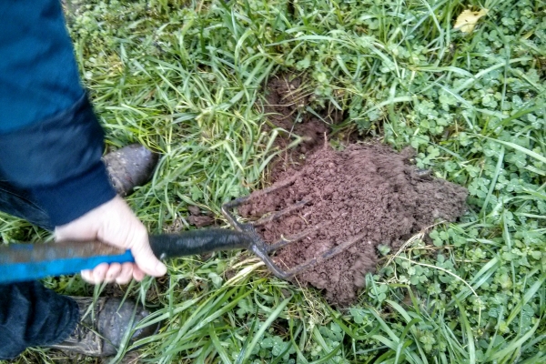 examining soil under green manure