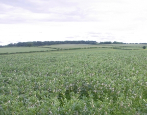 Field beans at Hemsworth Farm Field beans at Hemsworth Farm
