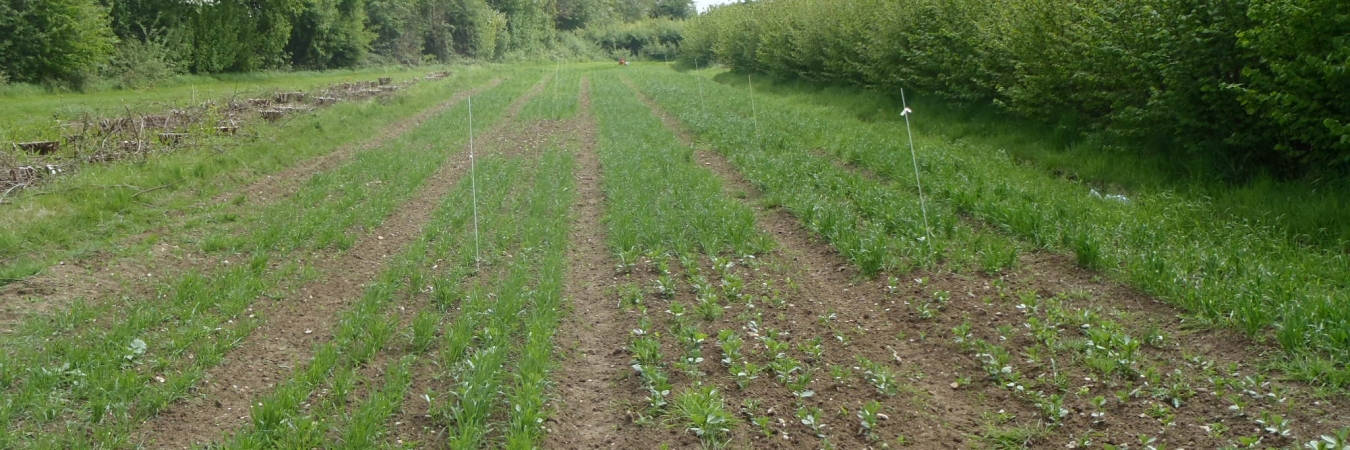Beans & wheat trial at Wakelyns