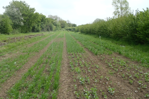 Beans & wheat trial at Wakelyns