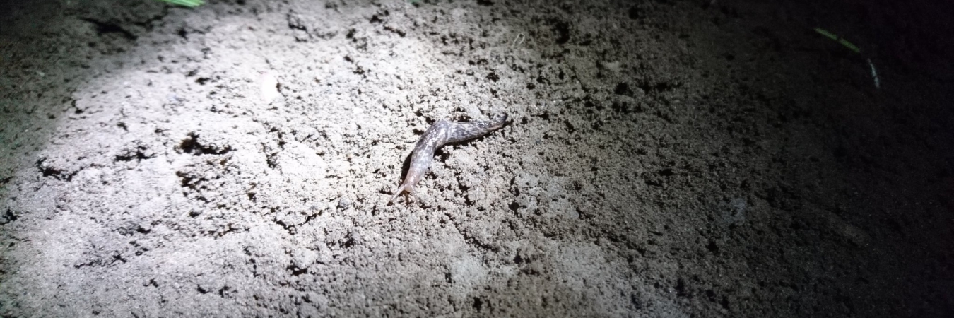 Slug crawls through soil