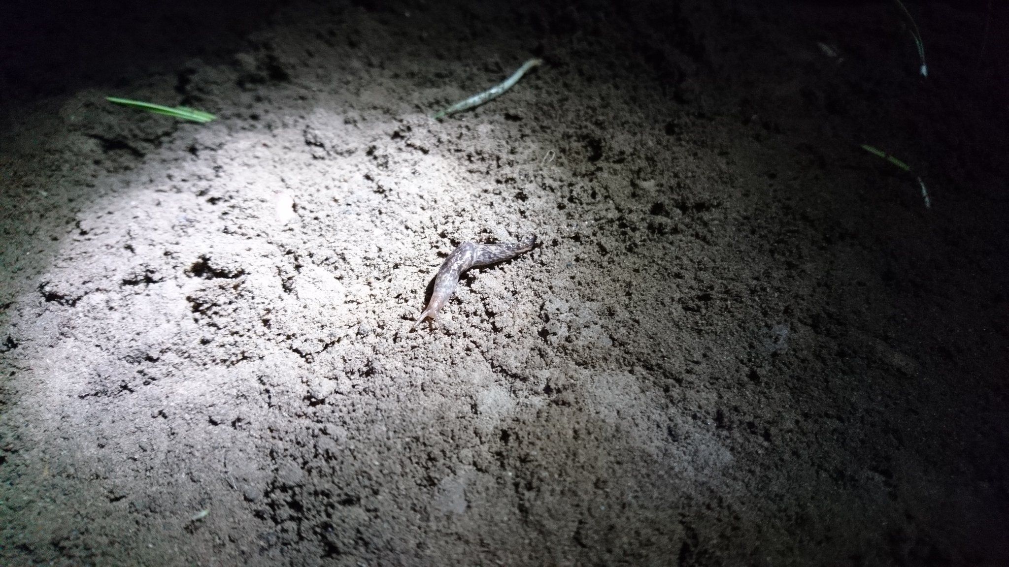 The Secret Life of Slugs - Agricology