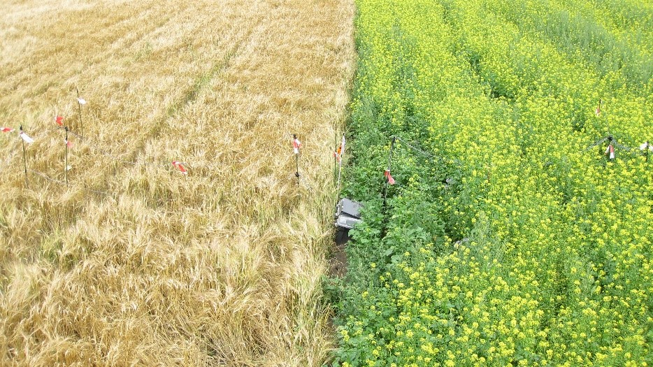 Quantifying and simulating movement of the predator carabid beetle Pterostichus melanarius in arable land. Taken from a PhD thesis by B Alemam, 2014 (Wageningen University)