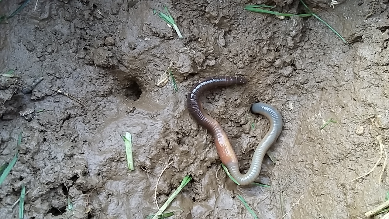 The return of the natives grassclover leys boost earthworm recoveries