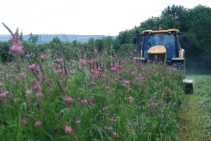 Sainfoin being mown at Daylesford Organic Farm in Gloucestershire