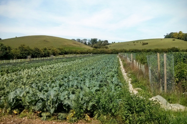 Agroecology in action at Tolhurst Organic