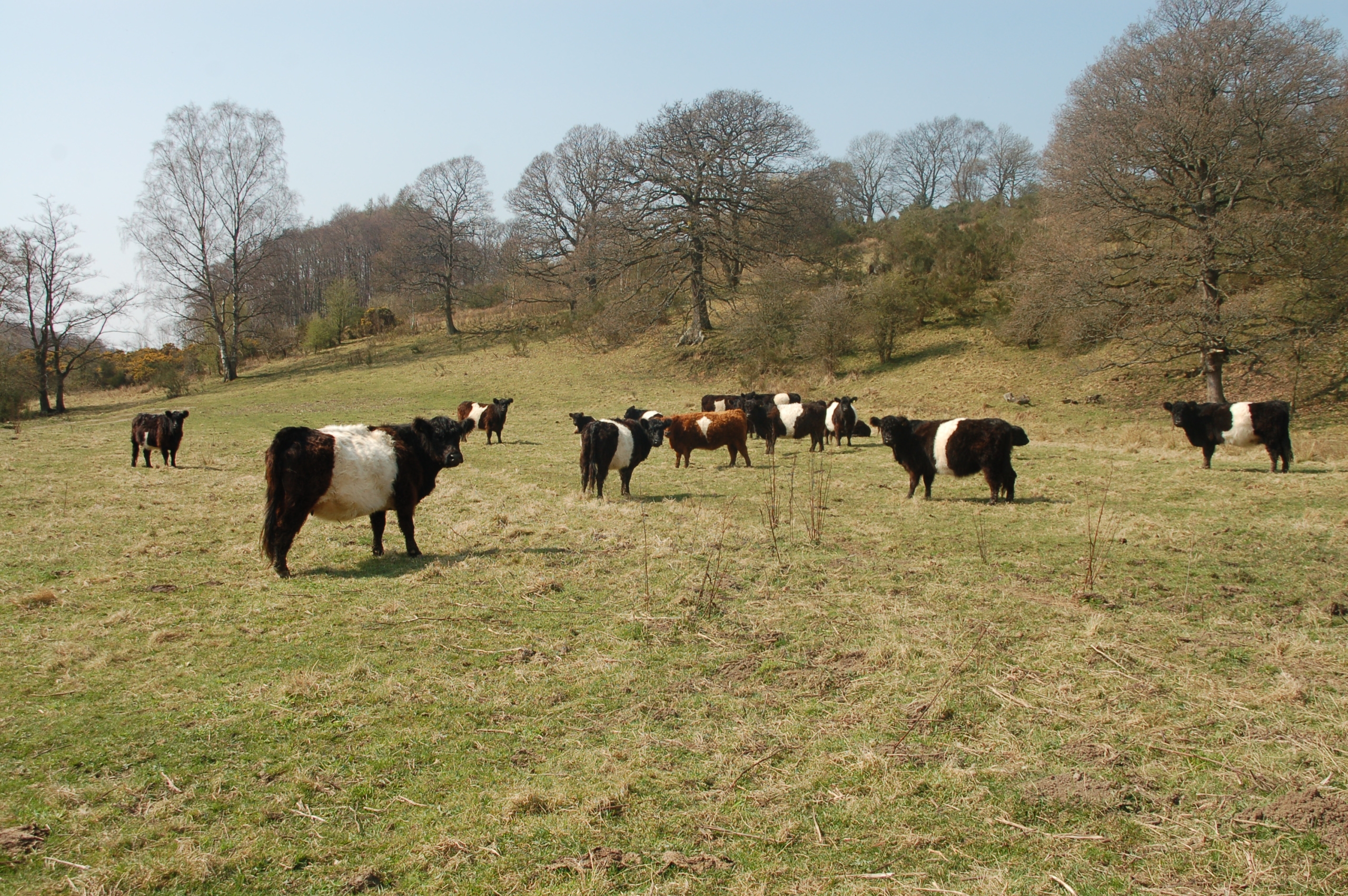 Mixed Breed - Livestock Capital