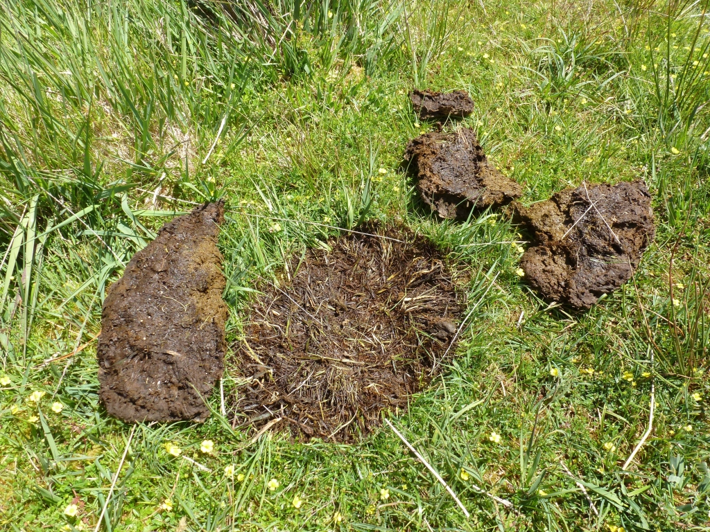 Dung beetles: Keeping pasture healthy and livestock happy - Agricology