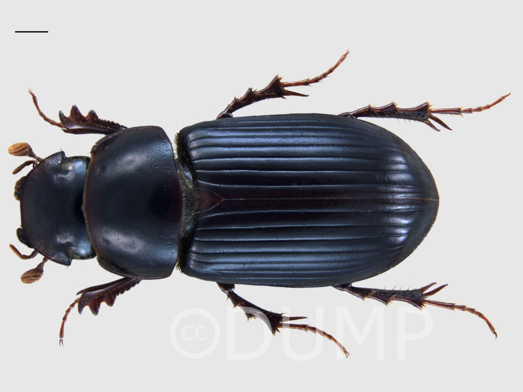 Dung Beetles Keeping Pasture Healthy And Livestock Happy Agricology