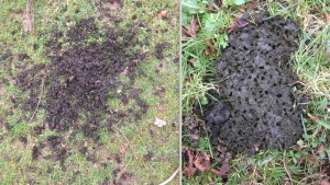 Evidence of dung beetle activity