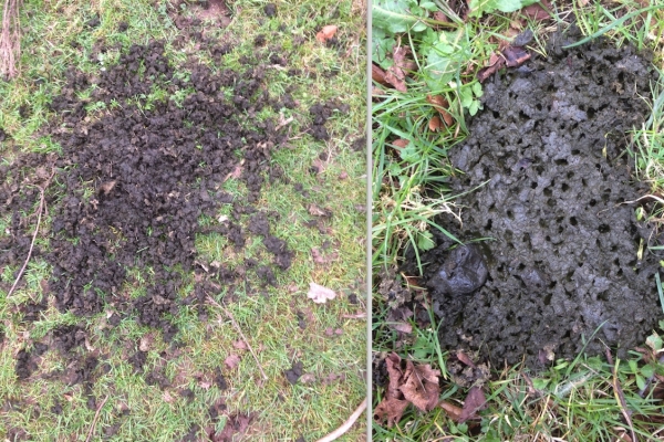 Evidence of dung beetle activity