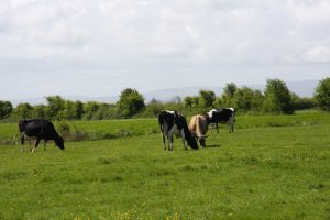 Maundrils Farm herd in Somerset. Courtesy of Lindsay Whistance Maundrils Farm herd in Somerset. Courtesy of Lindsay Whistance