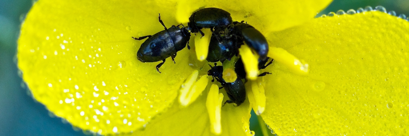 Pollen beetle. Photo credit: Graham Rawlings CC BY-NC 2.0