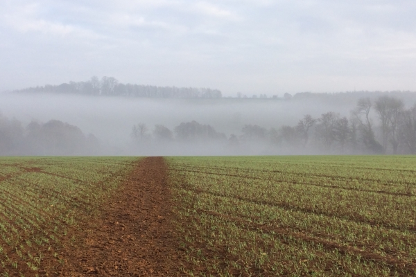 Misty arable field