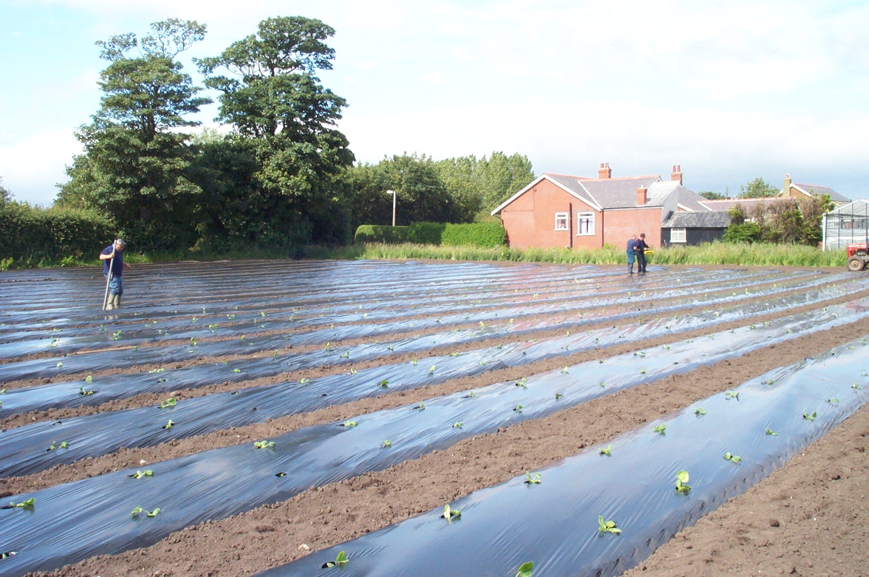 Annual weed management - black plastic weed suppression