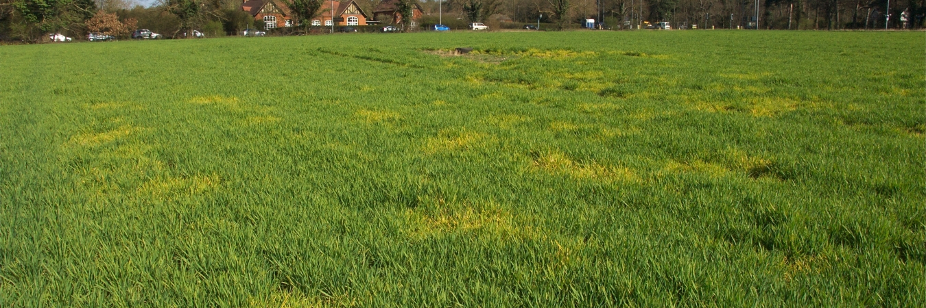 BYDV in winter barley, Elveden crossroads, Spring 2012.Image credit: Dewar Crop Protection Ltd.