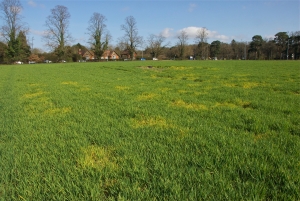 BYDV in winter barley, Elveden crossroads, Spring 2012.Image credit: Dewar Crop Protection Ltd.
