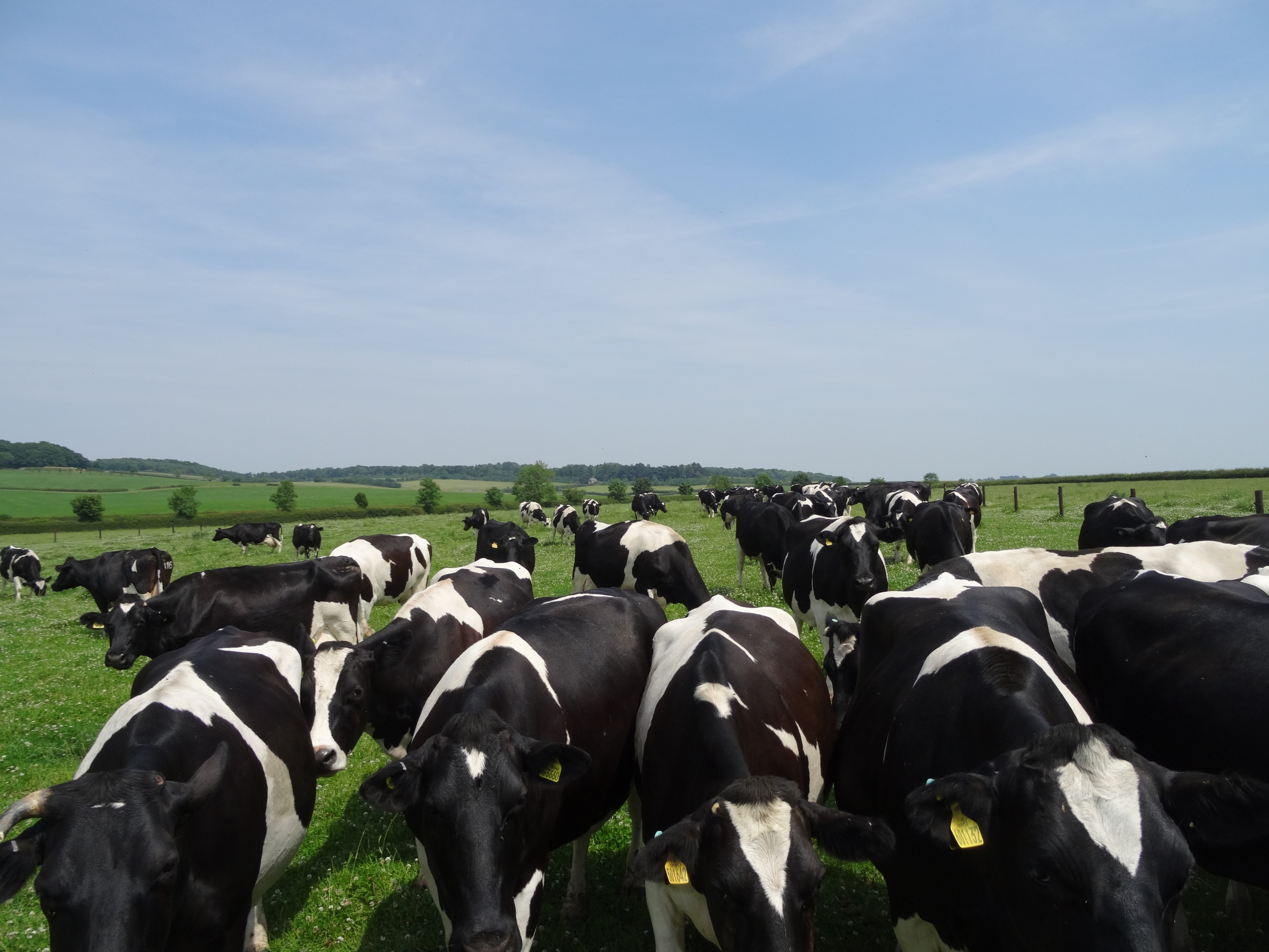 Dairy cows grazing