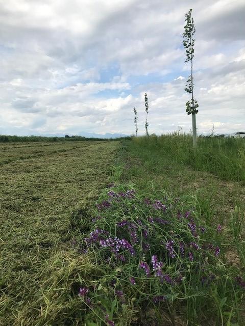 A very young agroforestry system 