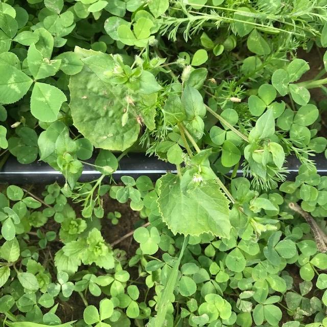 A horticultural system with fresh bean (left), and melon (right) transplanted into a permanent living mulch of a dwarf variety of white clover