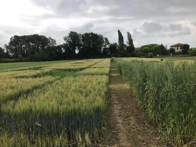 Trial testing agroecological weed management by relay cropping of legumes in durum wheat