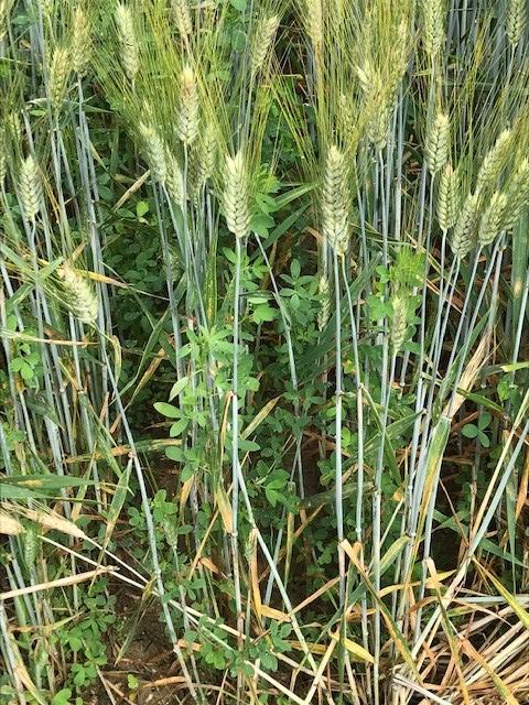 Relay intercropping of lentil (left) and subterranean clover (right) in durum wheat. 