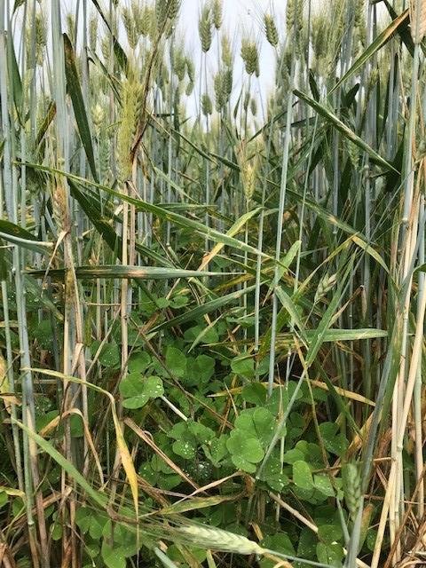 Relay intercropping of lentil (left) and subterranean clover (right) in durum wheat.