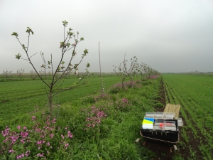 Insect monitoring in Silvoarable agroforestry