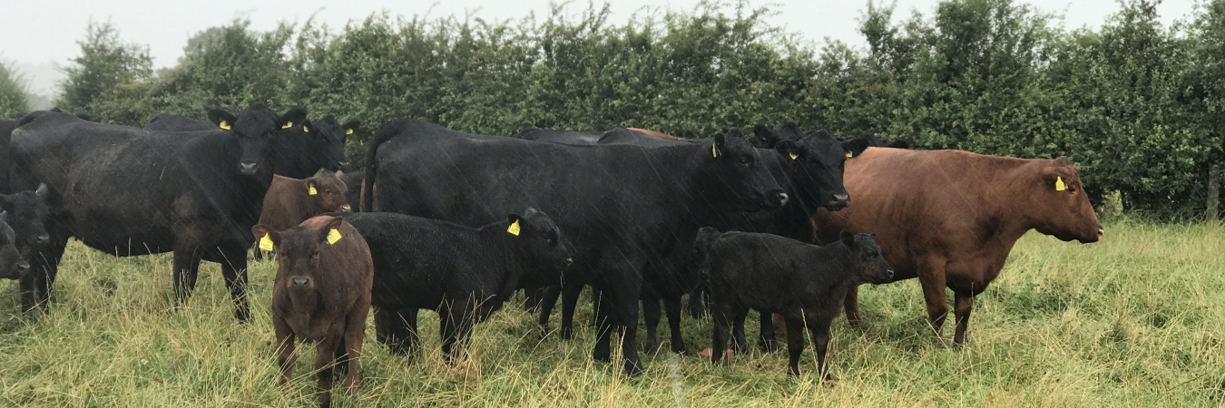 Pasture-fed beef cattle