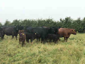 Pasture-fed beef cattle