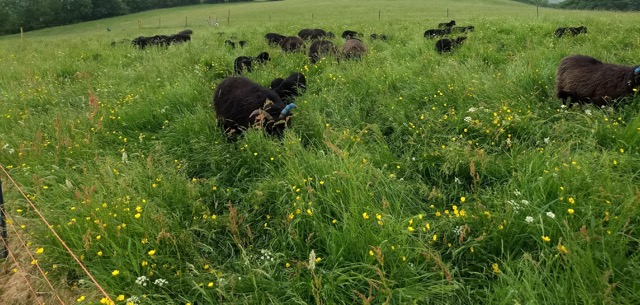 MobGrazing_HebrideanSheep