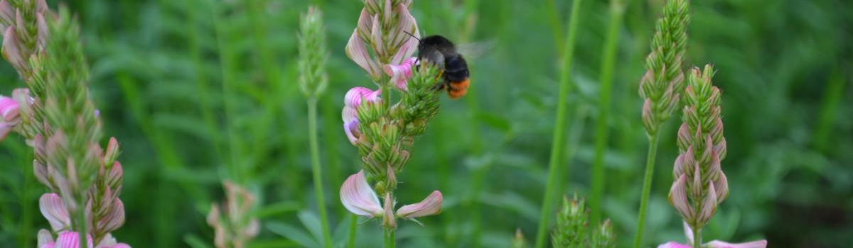 Wildlife-friendly-farming