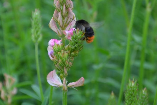 Wildlife-friendly-farming
