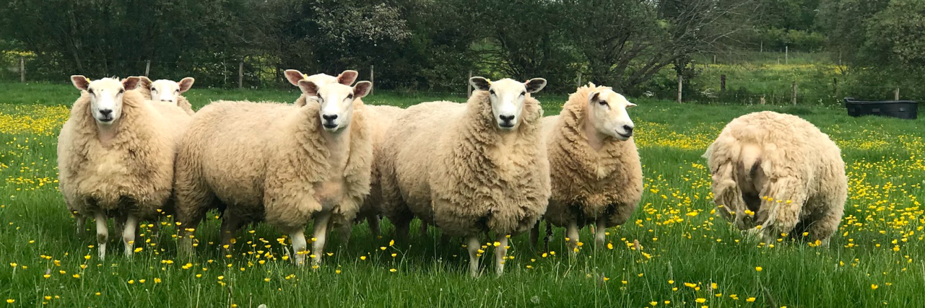 Sheep at pasture